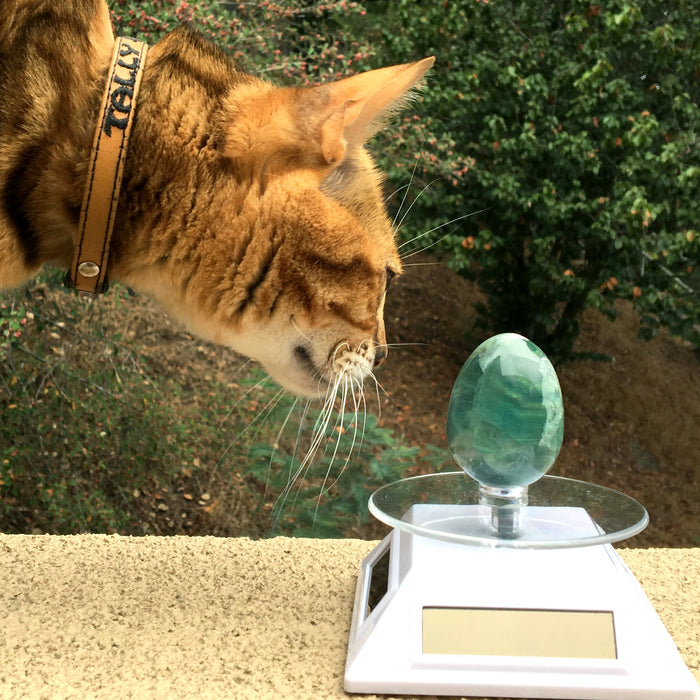 Choosing Crystals For Your Pet