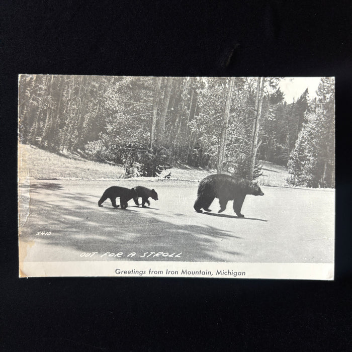 Vintage Postcard 1948 RPPC Black Bear Cubs Wildlife Iron Mt Michigan Fishing