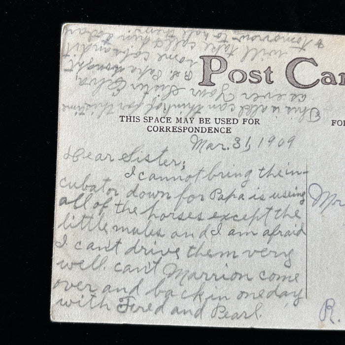 Antique Postcard 1909 Saint John KS Horse Mule Incubator Social History Rural