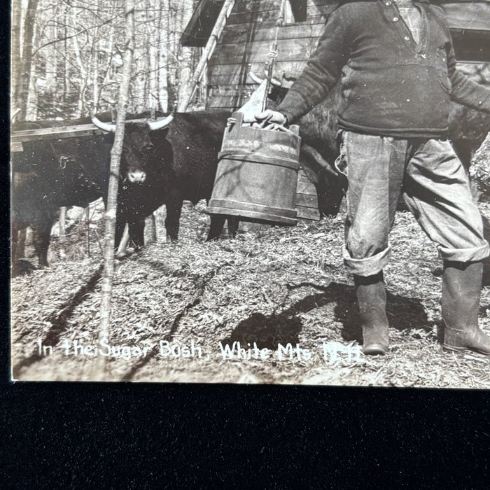 Vintage Postcard 1940 Sugar Bush White Mtns NH RPPC Oxen Maple Syrup CT Bodwell