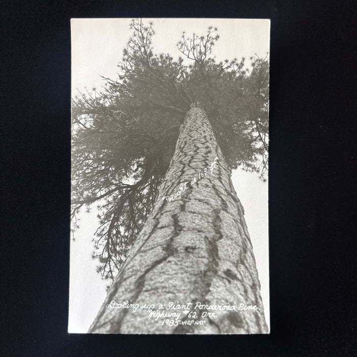 Vintage Postcard RPPC Giant Ponderosa Pine Tree Hwy 62 Oregon Art Ray Forestry