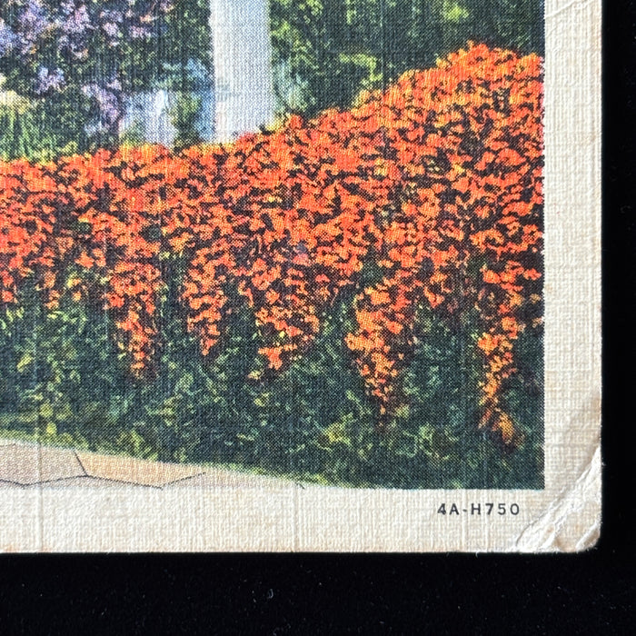 Vintage Postcard 1938 Snow Bird St Petersburg Florida Flame Vine Sunshine City