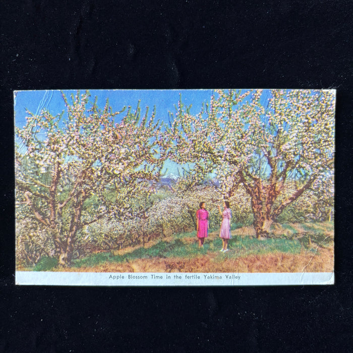 Vintage Postcard 1946 Soldier Mail Yakima Valley Apple Blossoms Fort Belvoir VA