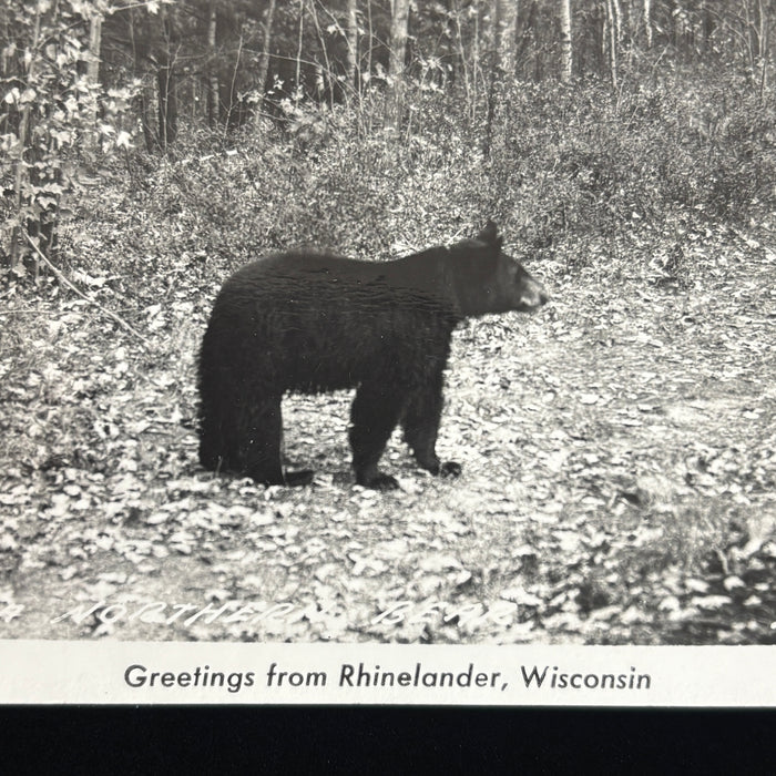 Vintage Postcard 1952 RPPC Black Bear Wildlife Rhinelander Wisconsin Travel Dad