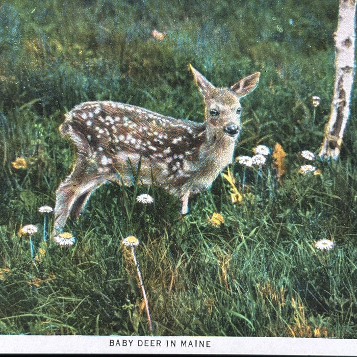 Vintage Postcard Lot Discover Maine Lynchville Sign Golf Deer Mt Katahdin Sunset