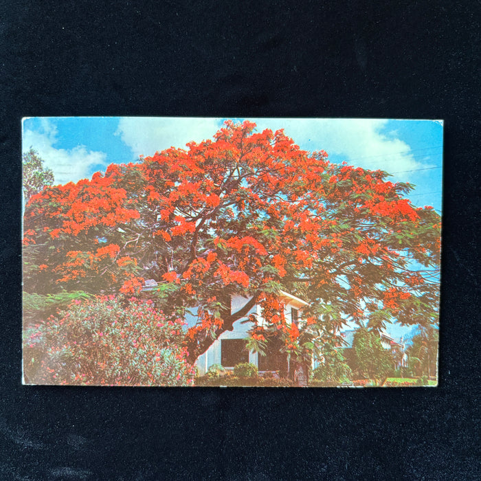 Vintage Postcard 1944 California Wildfire Disaster Florida Red Poinciana Tree
