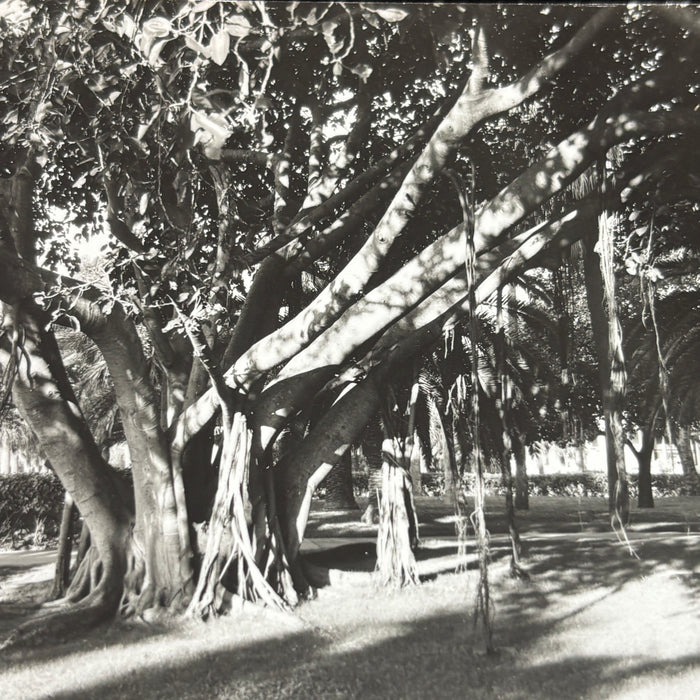 Vintage Postcard RPPC St Petersburg Florida Giant Banyan Tree Wildlife Botanical