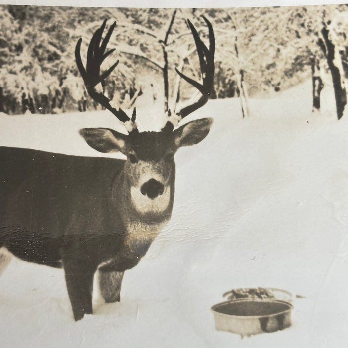 Vintage Postcard 1950 RPPC Tommy Deer Lick Springs CA Snow Platina Post History