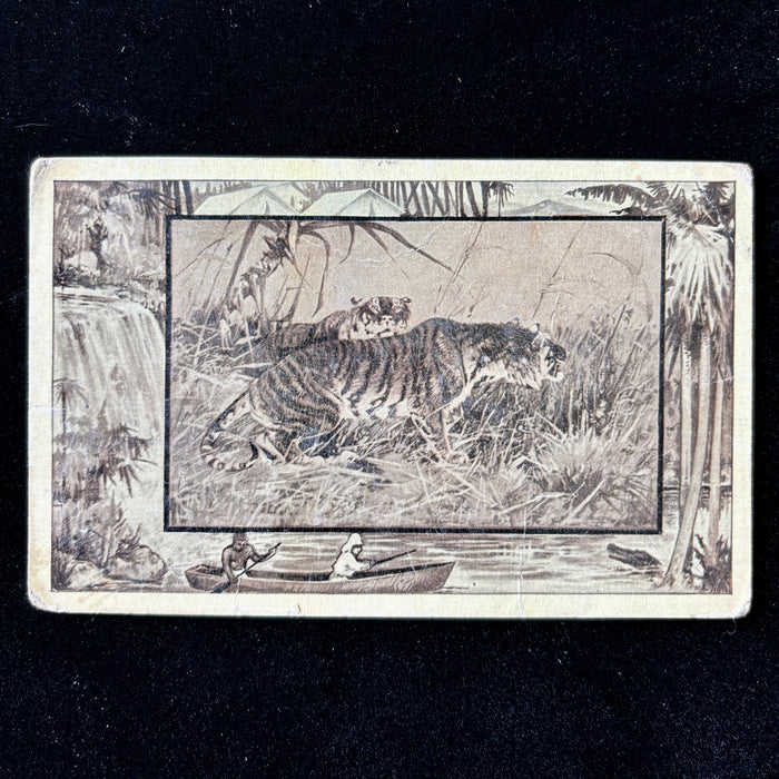 Antique Postcard 1909 Tiger Man-eater Hunting Boat Alligator African Safari Series
