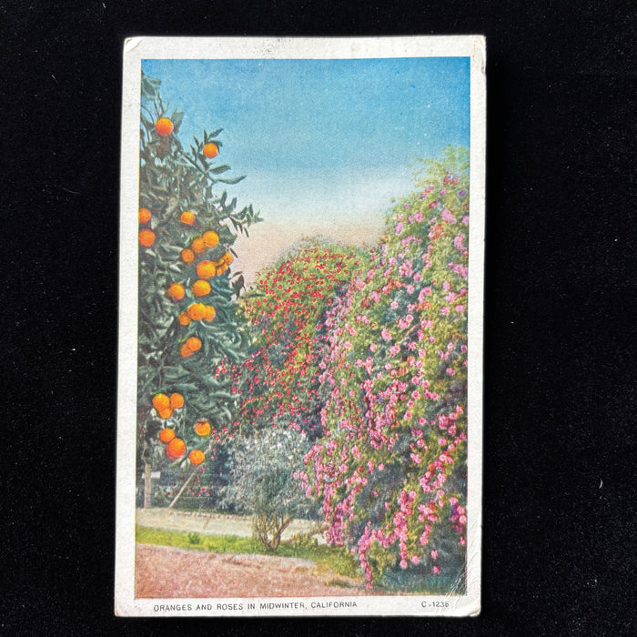 Antique Postcard 1924 San Jose CA Midwinter Booster Oranges Roses Typewritten
