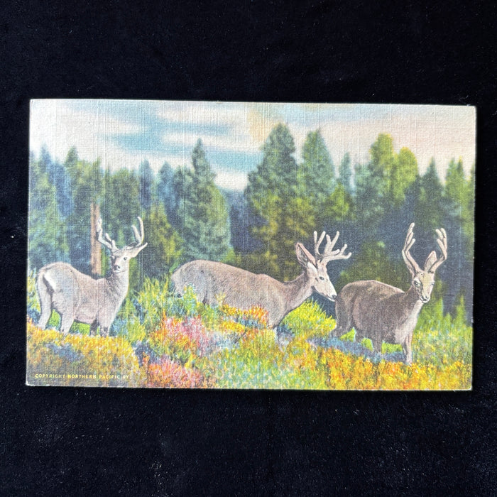 Vintage Postcard 1937 Fish Dinners 3 Deers Rocky Mountains Lake City CO Railway