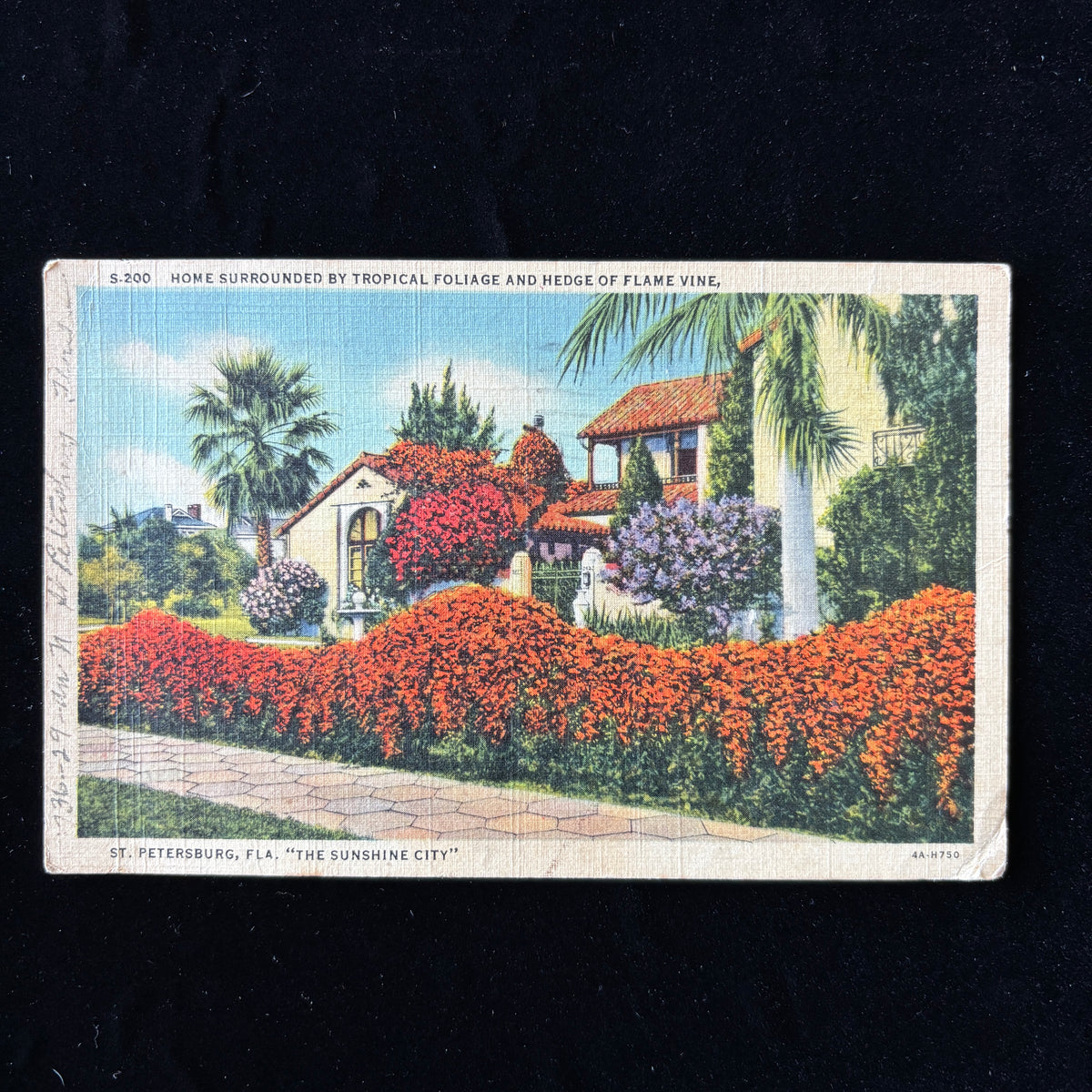 Vintage Postcard 1938 Snow Bird St Petersburg Florida Flame Vine
