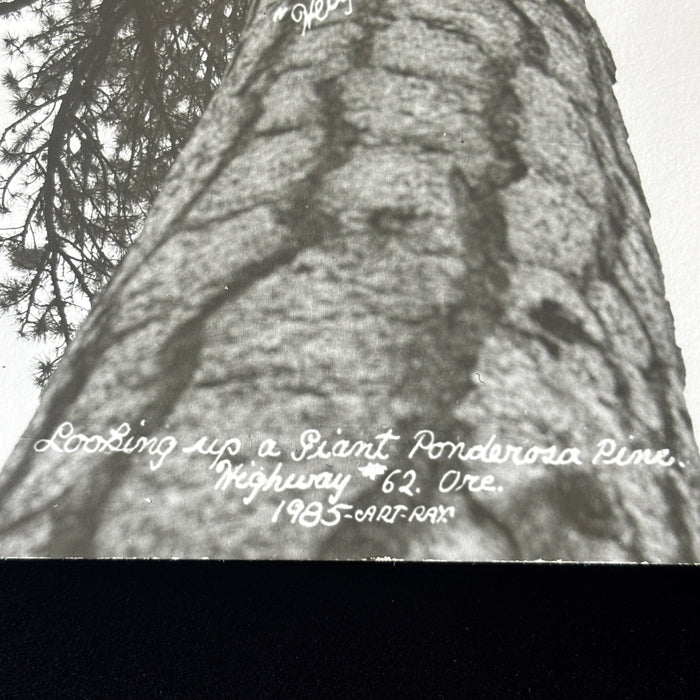 Vintage Postcard RPPC Giant Ponderosa Pine Tree Hwy 62 Oregon Art Ray Forestry