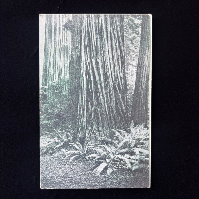 Antique Postcard 1908 Theatre Dance Redwoods Harris Humboldt County California