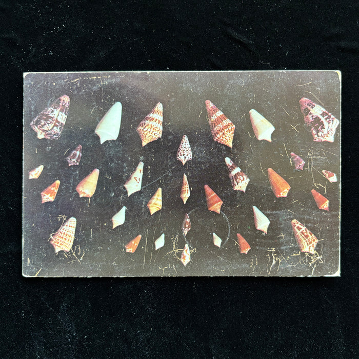 Vintage Postcard 1955 Naples FL Rare Cone Sea Shells Dove Shooting Watertown NY