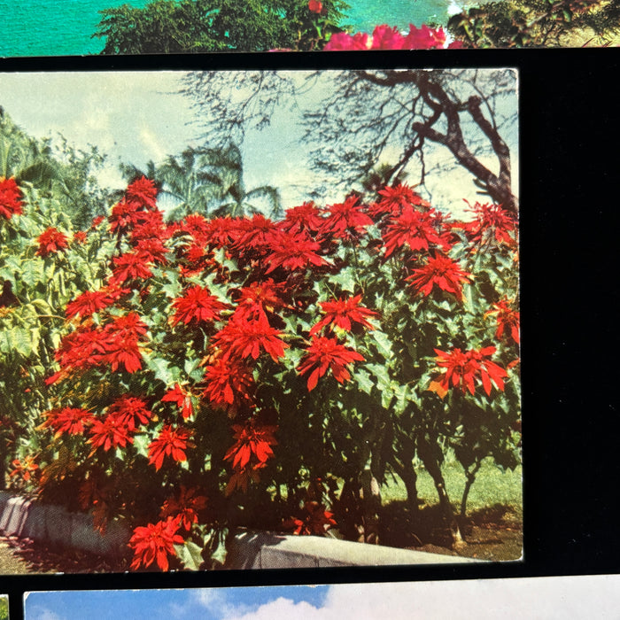 Vintage Postcard Lot Hawaii Maui Kauai Kona Honolulu Surf Hotels Beach Flowers