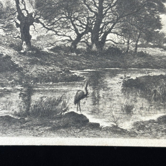 Antique Postcard 1900s Heron Bird Sunset Lucien Gautier Jesse Boot Nottingham UK
