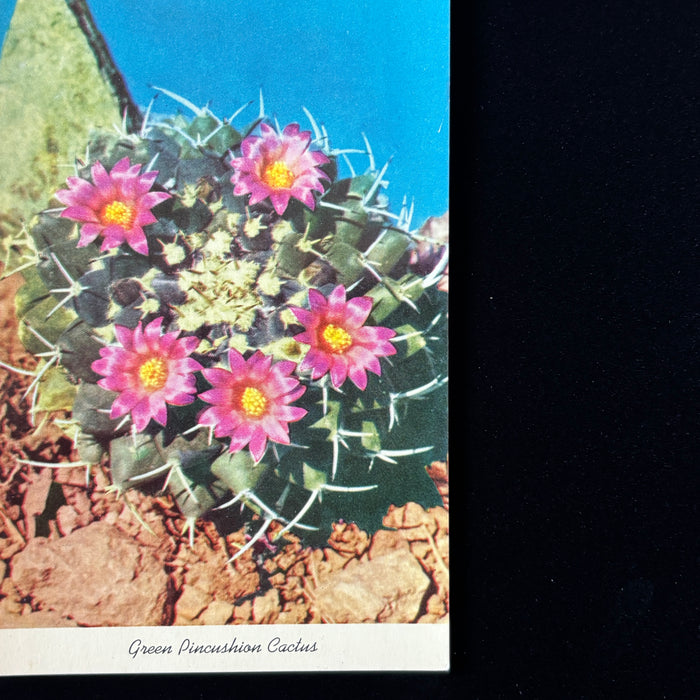 Vintage Postcard Lot California Nature Joshua Tree Desert Ocean Cactus Flowers