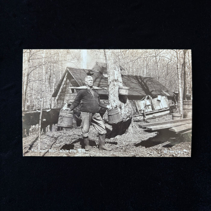Vintage Postcard 1940 Sugar Bush White Mtns NH RPPC Oxen Maple Syrup CT Bodwell