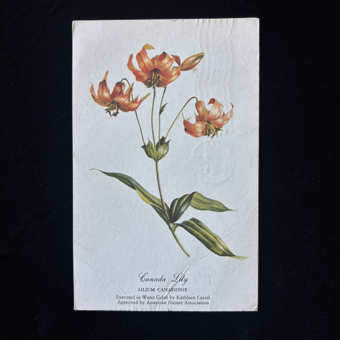 Vintage Postcard 1961 Shaky Greetings Canada Lily Flower Botanic Artist Rockwood