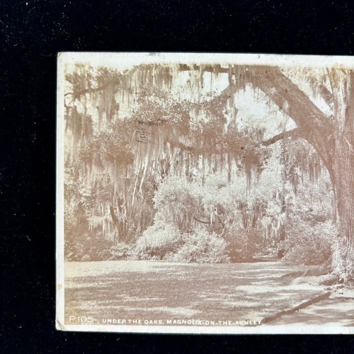 Antique Postcard 1907 Under the Oaks Magnolia-on-the-Ashley Phostint