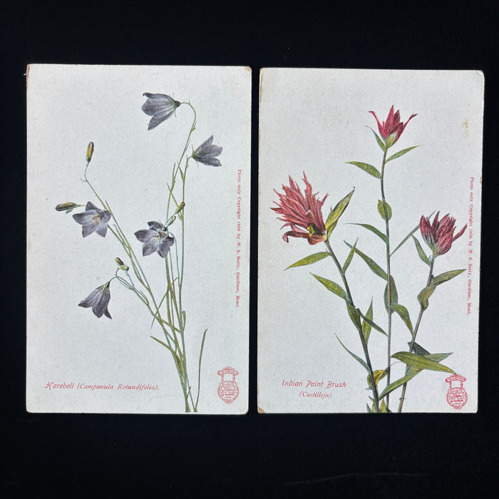 Antique Postcard Lot Botanical 1906 Wildflowers Berry Award Red Purple Montana