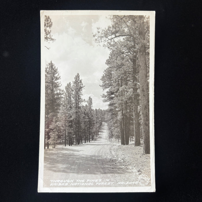 Vintage Postcard Kaibab National Forest Arizona Americana Road Trip Pine Trees