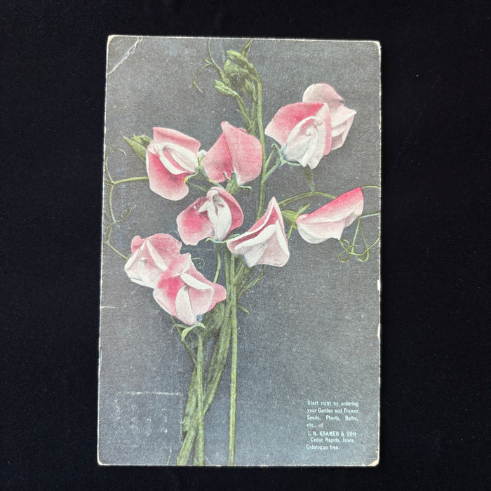 Antique Postcard 1911 Sweet Peas Flower Dyersville Norway Iowa Mother Picnic Msg
