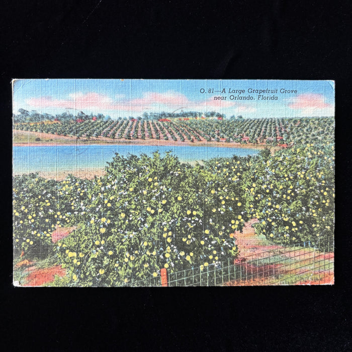 Vintage Postcard 1950 Grapefruit Orlando Florida Snowbird Travel Cooperstown NY