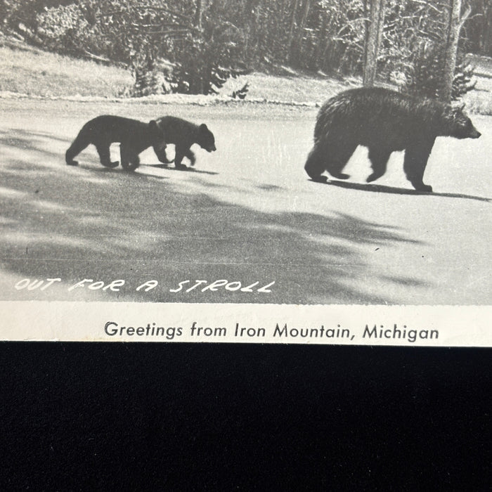 Vintage Postcard 1948 RPPC Black Bear Cubs Wildlife Iron Mt Michigan Fishing