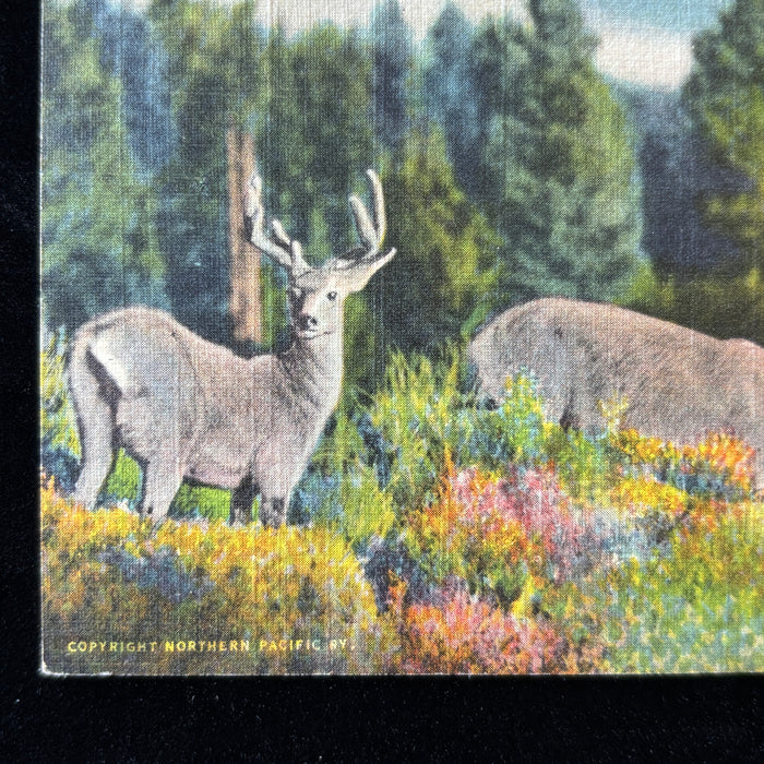 Vintage Postcard 1937 Fish Dinners 3 Deers Rocky Mountains Lake City CO Railway
