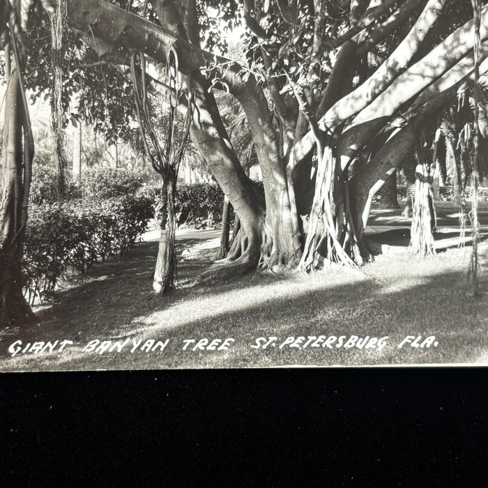 Vintage Postcard RPPC St Petersburg Florida Giant Banyan Tree Wildlife Botanical