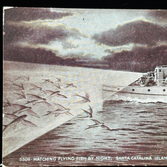 Vintage Postcard Flying Fish Catalina Island Night Fishing Excursion Boat CA