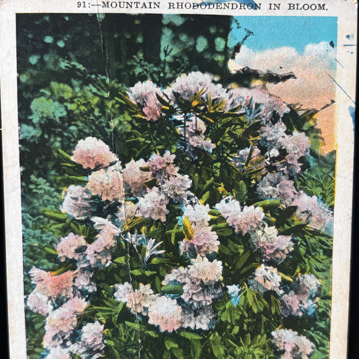 Vintage Postcard Lot Canoe Blue Ridge Mountain Chimney Rock Lake Lure Rivers