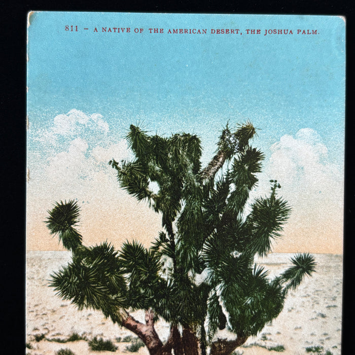 Vintage Postcard Lot California Nature Joshua Tree Desert Ocean Cactus Flowers
