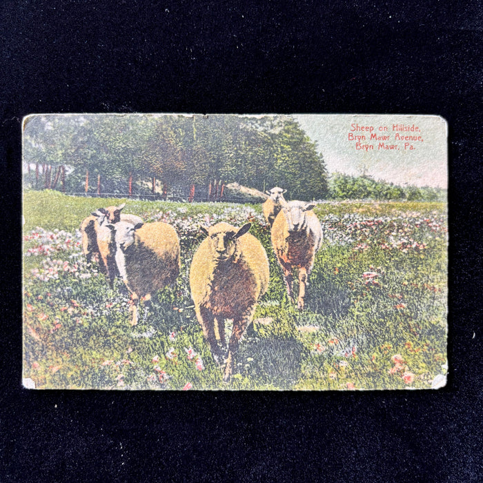 Antique Postcard 1900s Convalescent Story Sheep Hillside Bryn Mawr PA