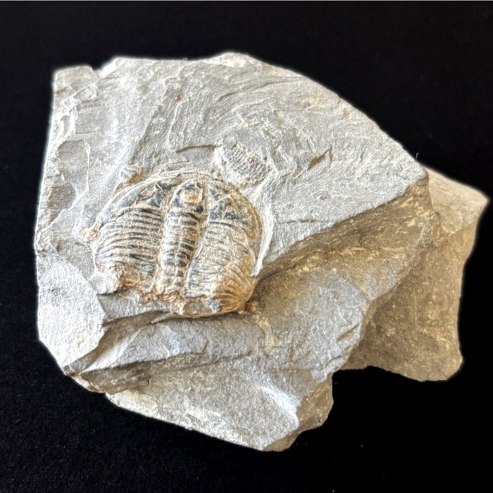 Trilobite Fossil Specimen Gray Ancient Marine Stone