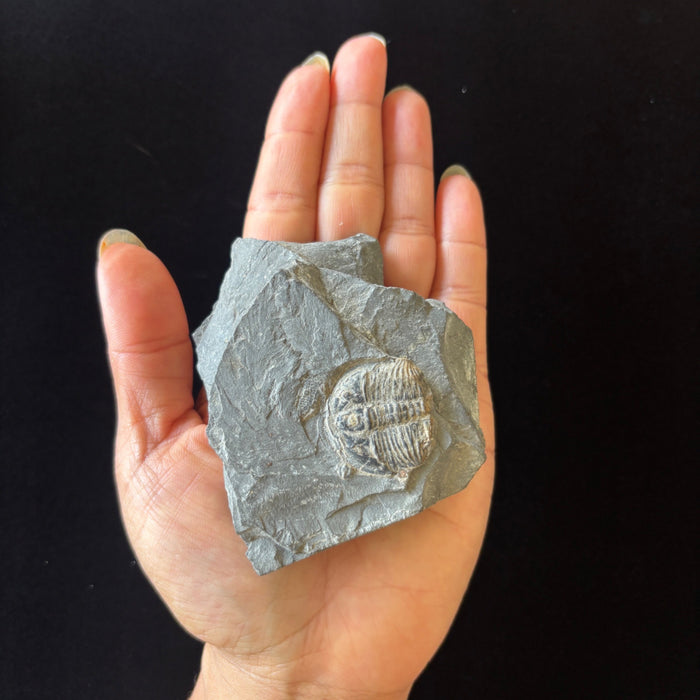 Trilobite Fossil Specimen Gray Ancient Marine Stone