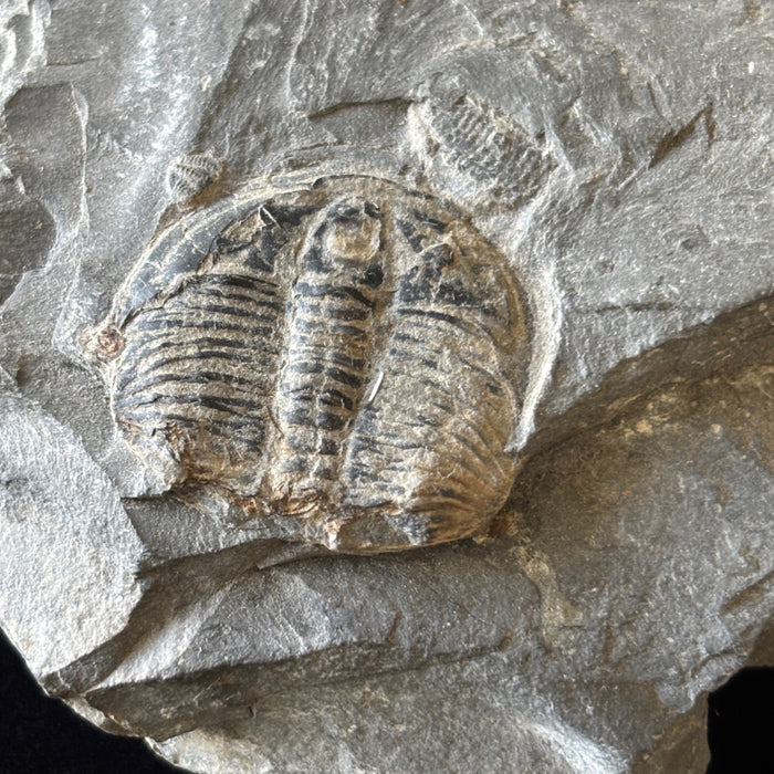 Trilobite Fossil Specimen Gray Ancient Marine Stone