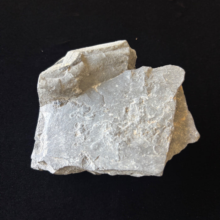 Trilobite Fossil Specimen Gray Ancient Marine Stone