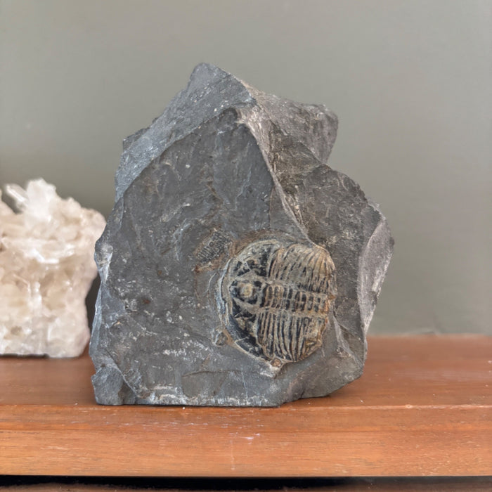 Trilobite Fossil Specimen Gray Ancient Marine Stone