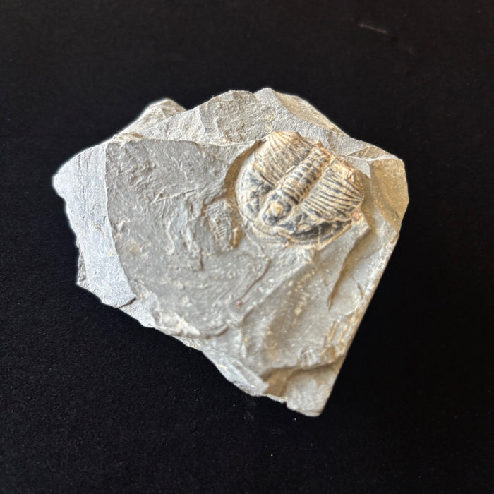 Trilobite Fossil Specimen Gray Ancient Marine Stone