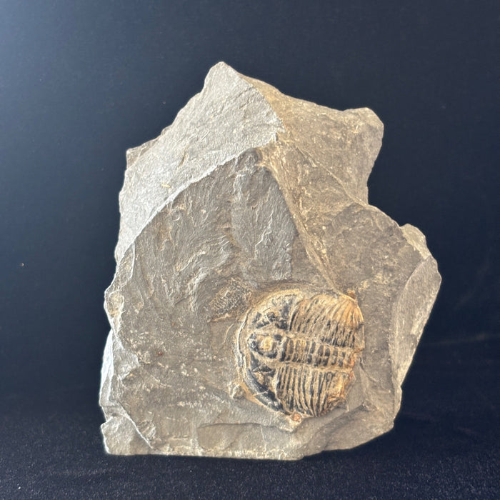 Trilobite Fossil Specimen Gray Ancient Marine Stone