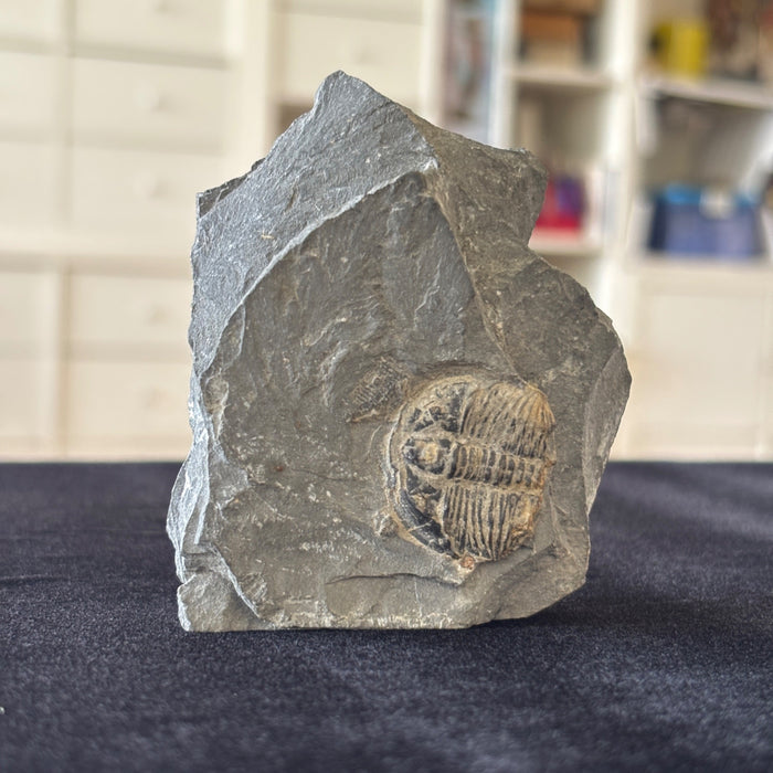 Trilobite Fossil Specimen Gray Ancient Marine Stone