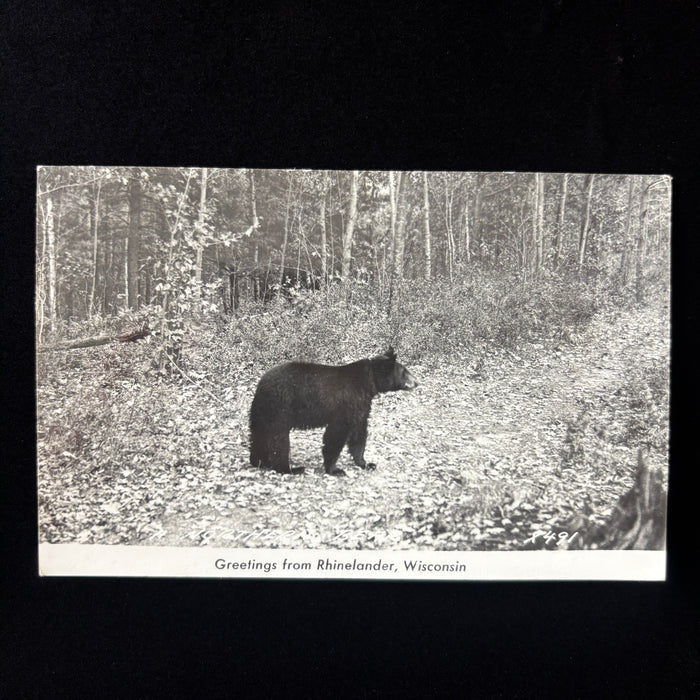 Vintage Postcard 1952 RPPC Black Bear Wildlife Rhinelander Wisconsin Travel Dad