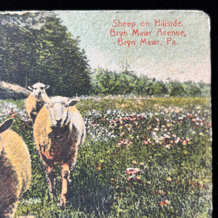 Antique Postcard 1900s Convalescent Story Sheep Hillside Bryn Mawr PA