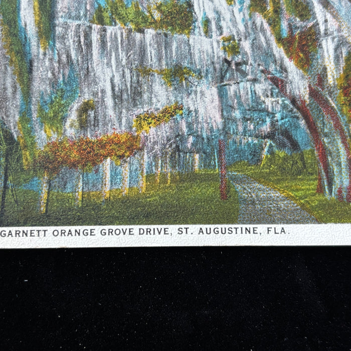 Antique Postcard 1927 Garnett Orange Grove Drive Moss Oaks St Augustine Florida