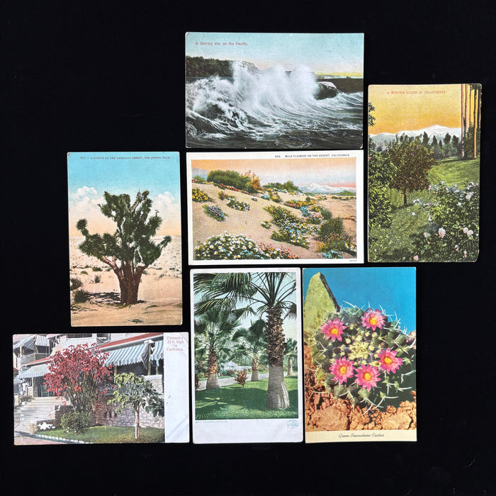 Vintage Postcard Lot California Nature Joshua Tree Desert Ocean Cactus Flowers