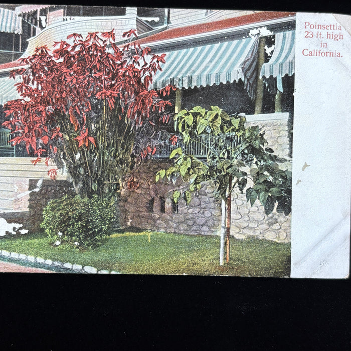 Vintage Postcard Lot California Nature Joshua Tree Desert Ocean Cactus Flowers