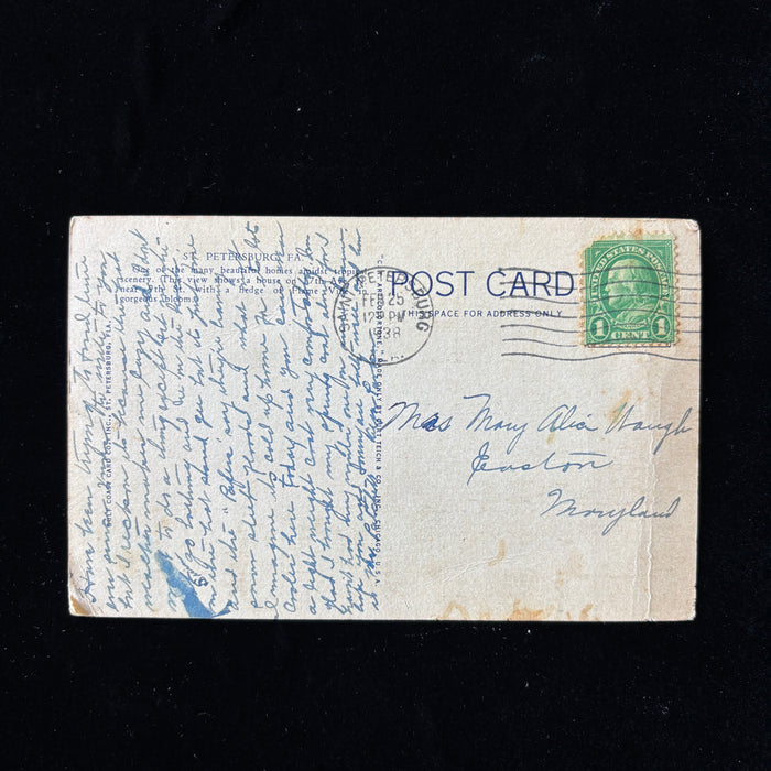 Vintage Postcard 1938 Snow Bird St Petersburg Florida Flame Vine Sunshine City
